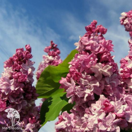 Сирень Маршал Малиновский