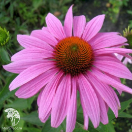 Эхинацея пурпурная Примадонна Дип Роуз