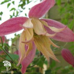 Клематис Жэнни