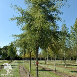 Ольха черная Империалис на штамбе