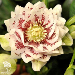 Морозник махровый в ассортименте