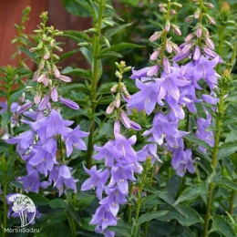 Колокольчик Гауди Виолетт