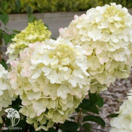 Гортензия метельчатая Сильвер доллар