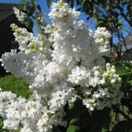 Сирень обыкновенная Мадам Лемуан на штамбе