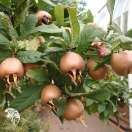 Мишмула германская Голандише Гросфруштиге