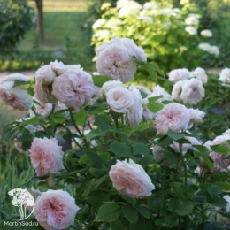 Роза английская Клер Роуз