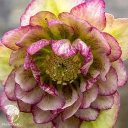 Морозник махровый в ассортименте