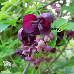 Акебия пятилисточковая Вариегата