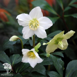 Морозник черный Адвент Стар