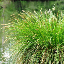 Осока гладконосая