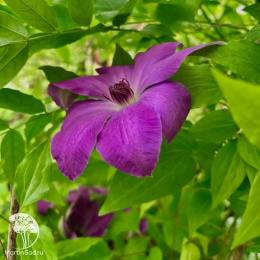 Клематис Балтык