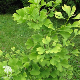 Гинкго билоба