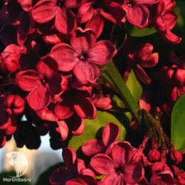 Сирень обыкновенная Красная Москва