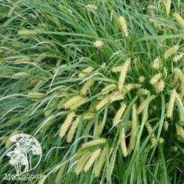 Осока ложноострая