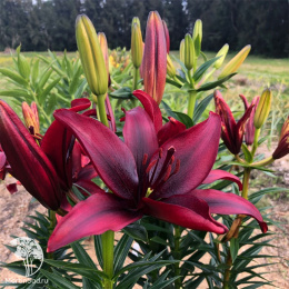 Лилия Блэк Джек