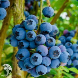 Голубика высокорослая Шантеклер