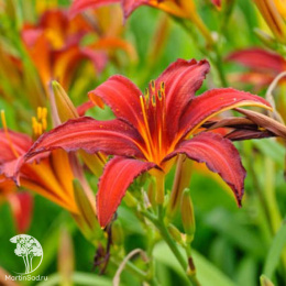 Лилейник Кримсон Пират