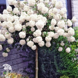 Калина берквуда Ченаулти на штамбе