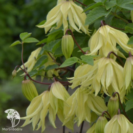 Клематис Голден Сюрпрайз