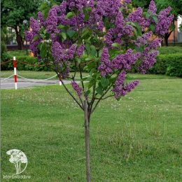 Сирень обыкновенная Чарльз Джоли на штамбе
