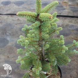 Пихта корейская Фестиваль