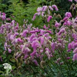 Кровохлёбка хакузанская Лилак Сквиррел