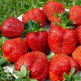 Земляника Заря
