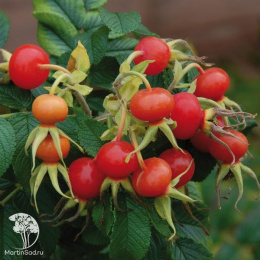 Роза ругоза Альба