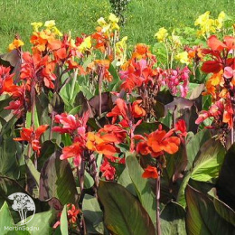 Канна Гармония (индийская, смесь цветов)