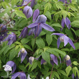 Клематис Франки