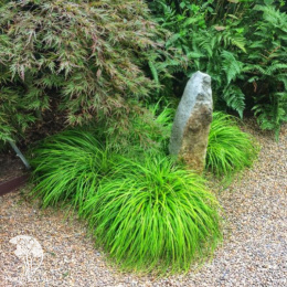 Осока Эверилло