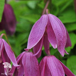 Клематис Констанс