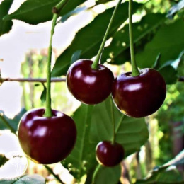 Вишня Владимирская