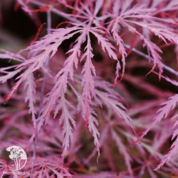 Клён веерный Гарнет