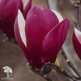 Магнолия Олд Порт