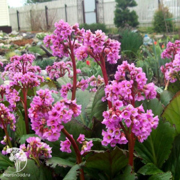 Бадан сердцелистный