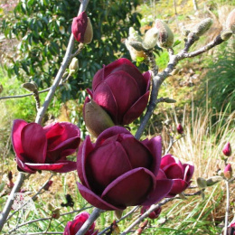 Магнолия суланжа Джени