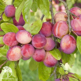 Сверхвыгодный комплект! Алыча Найдена + опылитель Слива Красный шар колоновидная