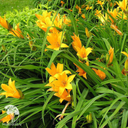 Лилейник Миддендорфа