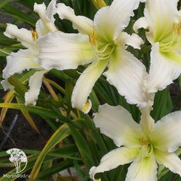 Лилейник Хевенли Энджел Айс