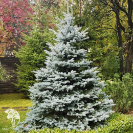 Ель колючая Шовенхорст