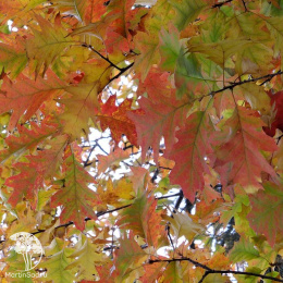 Дуб красный Ауреа