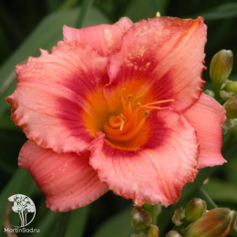 Лилейник гибридный Строберри Кэнди