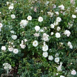 Роза плетистая Вайт Нью Даун