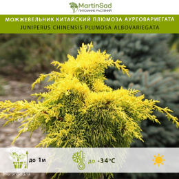 Можжевельник китайский Плюмоза Ауреовариегата