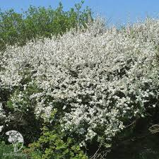 Снежноцвет (Хионантус) притупленный