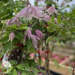 Клематис Пинк Дрим