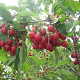 Вишня Лебедянская