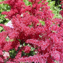 Астильба японская Монтгомери