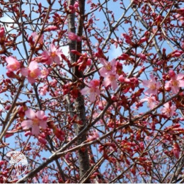 Вишня японская Фебрари Ред